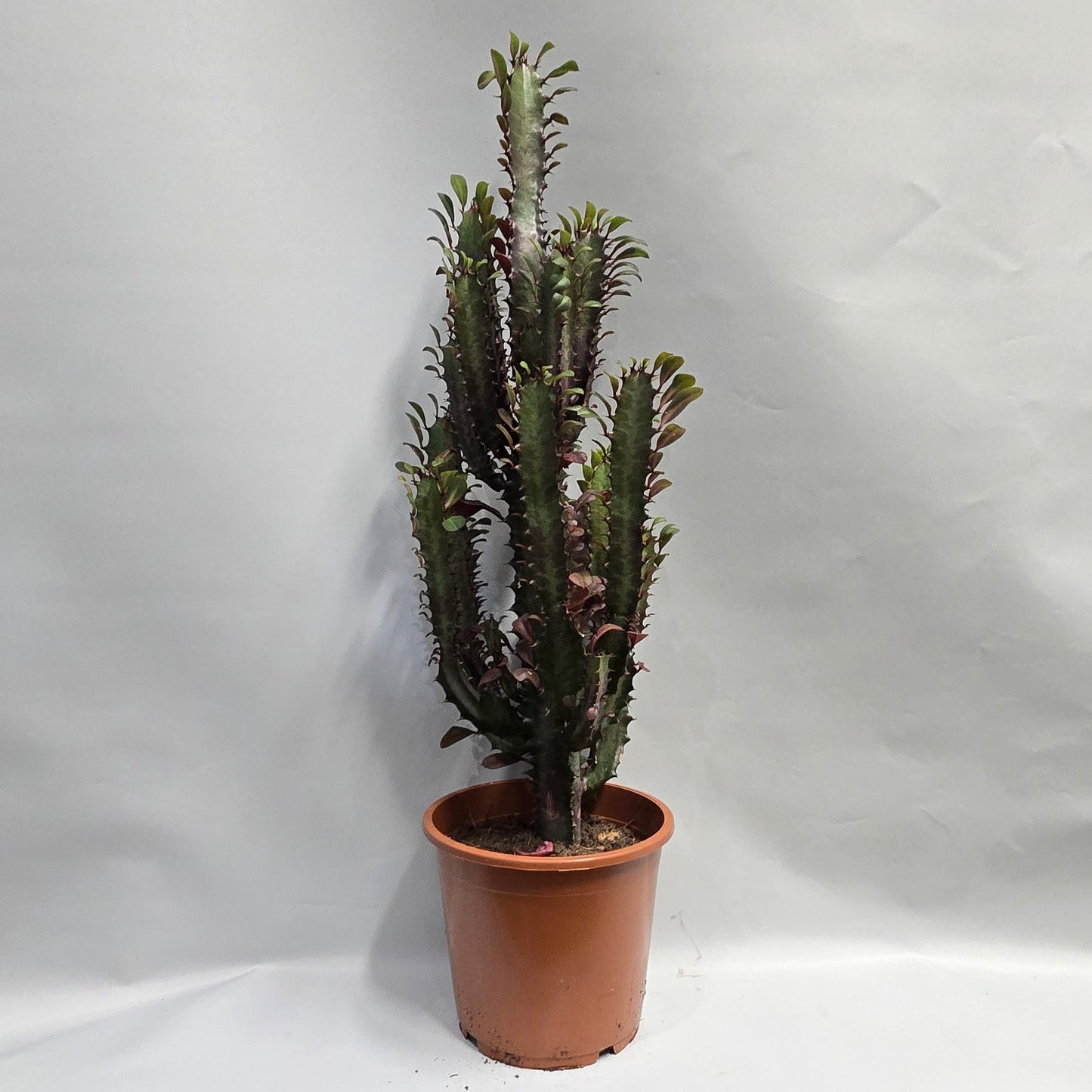 Euphorbia - Trigona Rubra