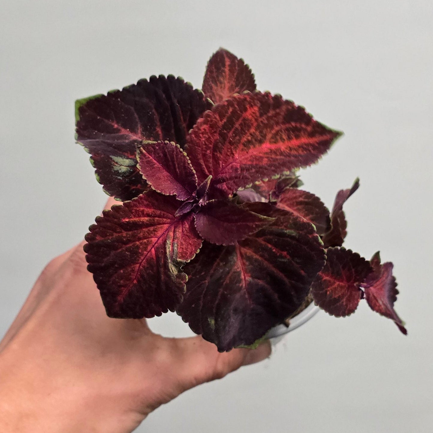Coleus - Mixed