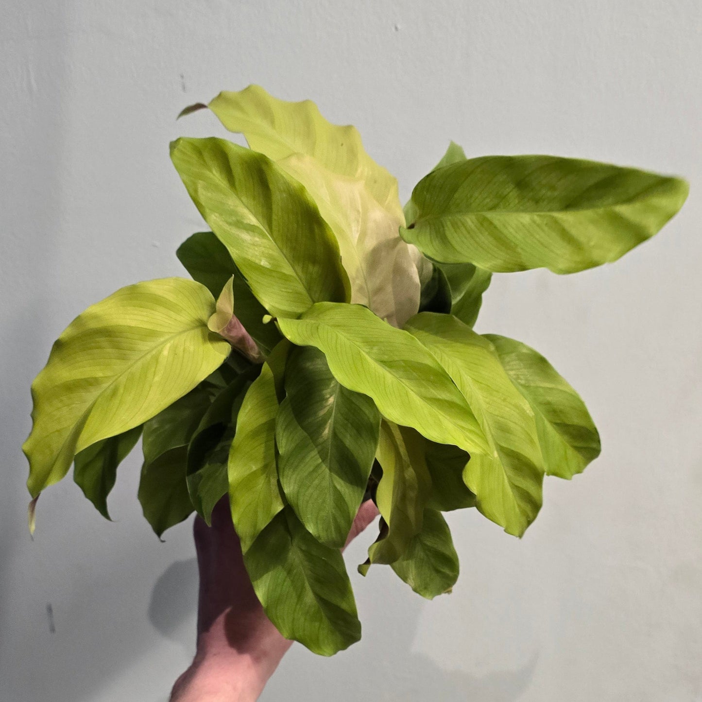 Calathea Yellow Fusion