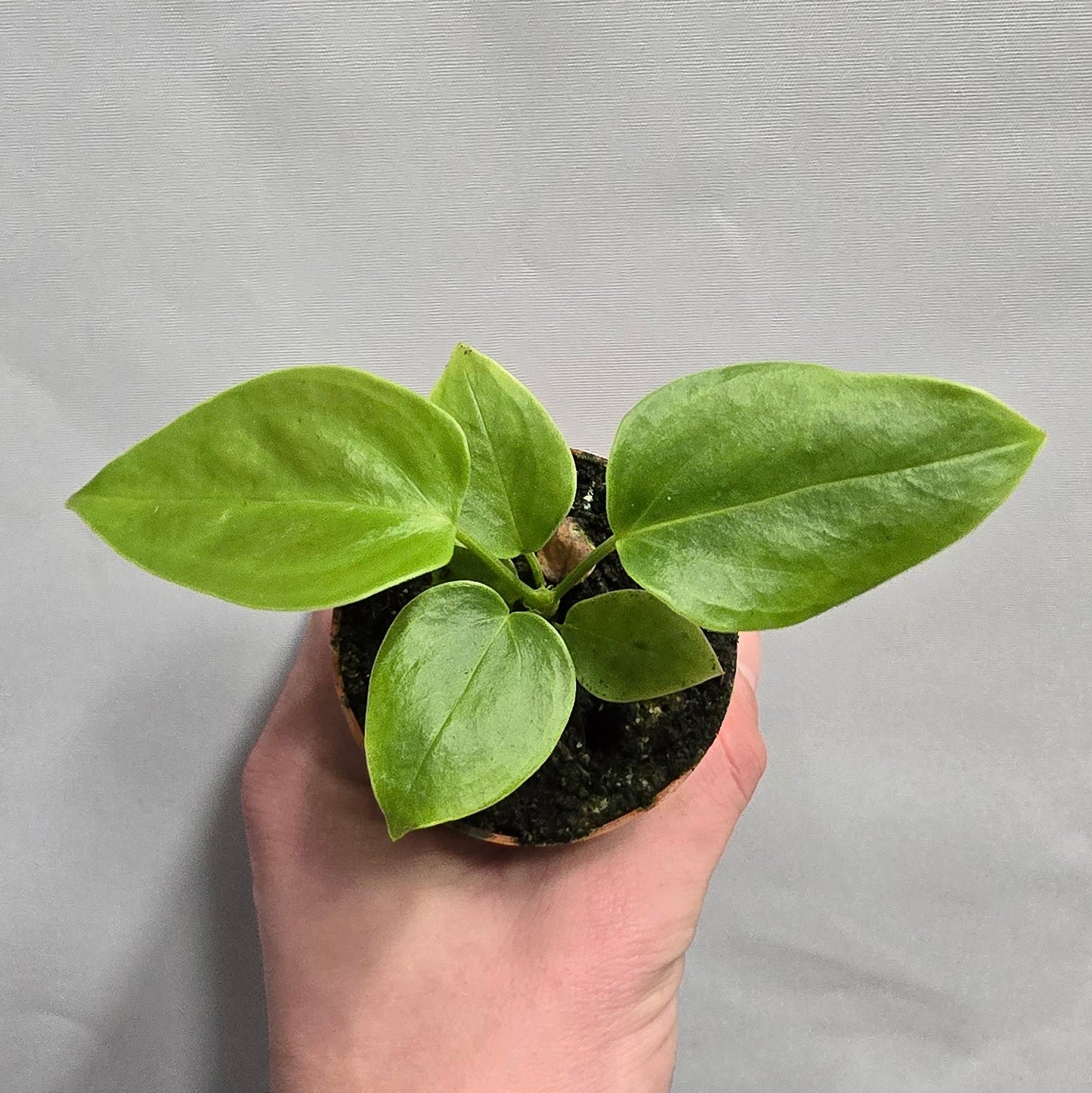 Mini - Anthurium Veitchii