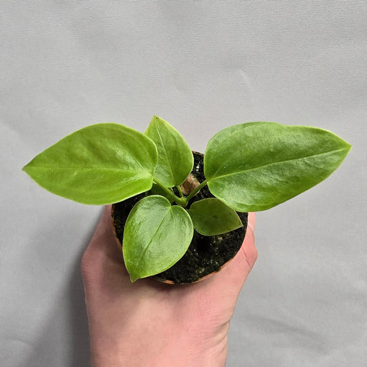 Mini - Anthurium Veitchii