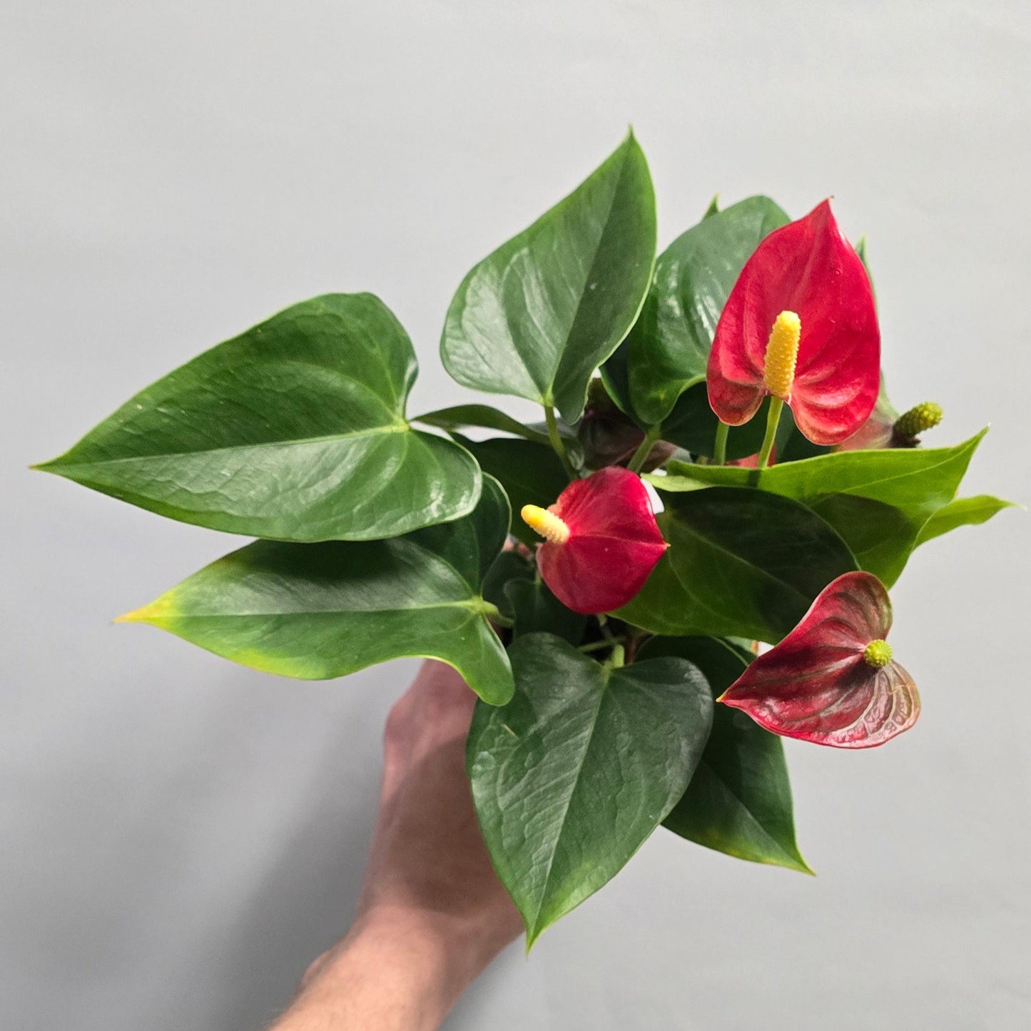 Flowering Anthurium - Mix