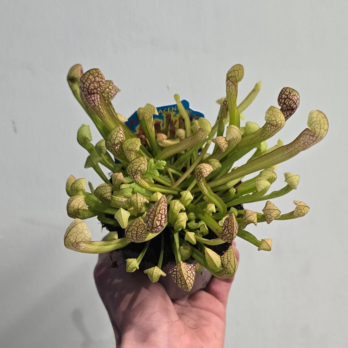Sarracenia Pitcher Plants - Mixed