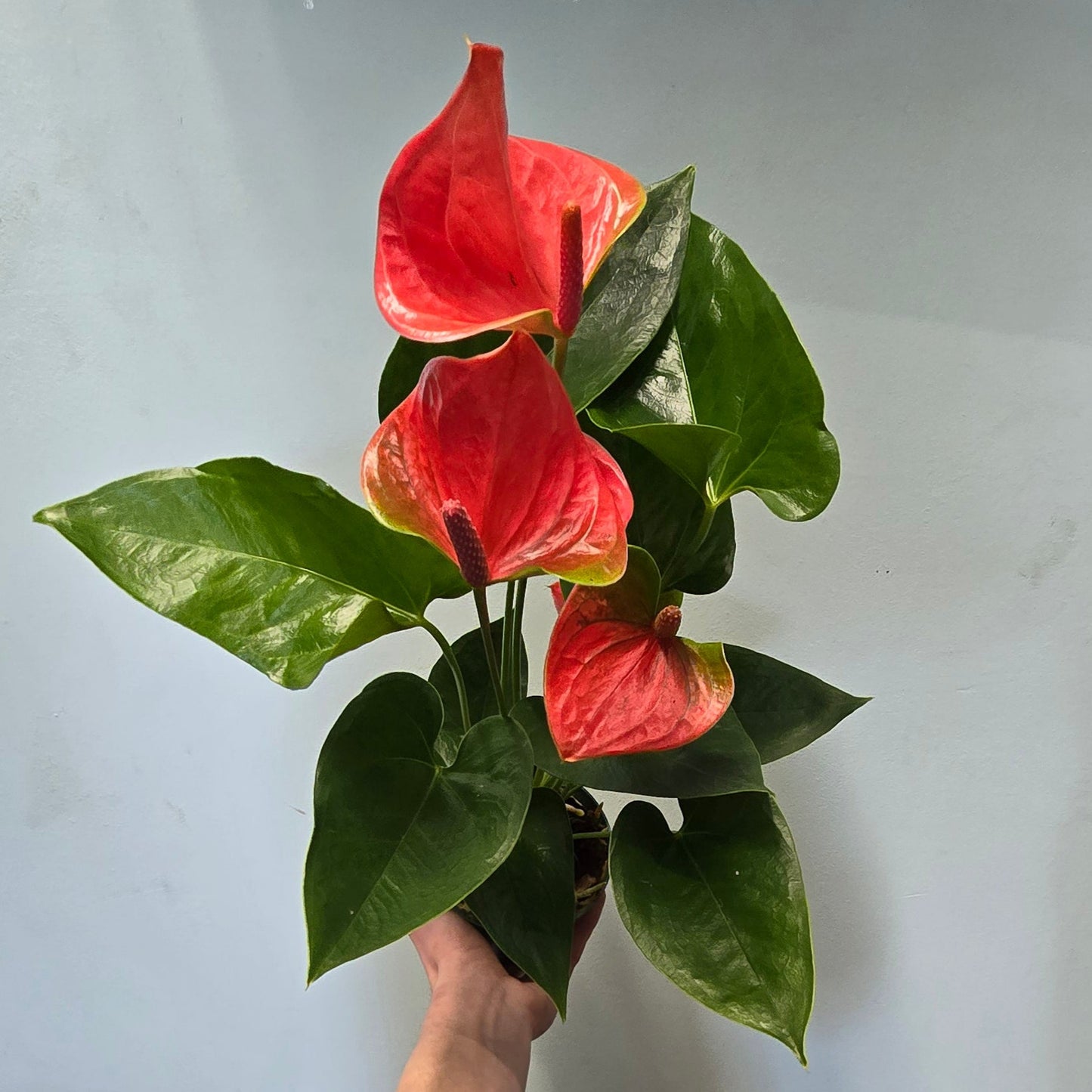 Red Anthurium 40-50cm