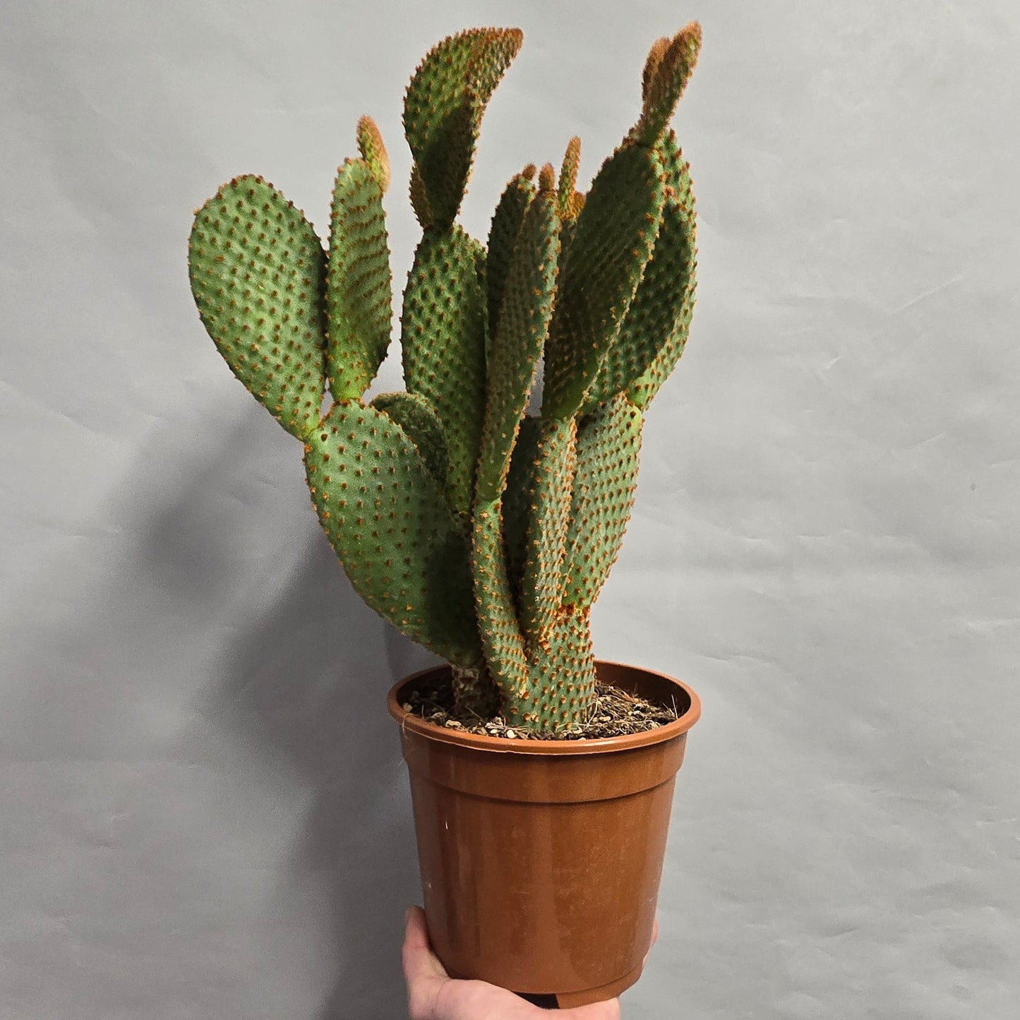 Bunny Ears Cactus - Opuntia Microdasys