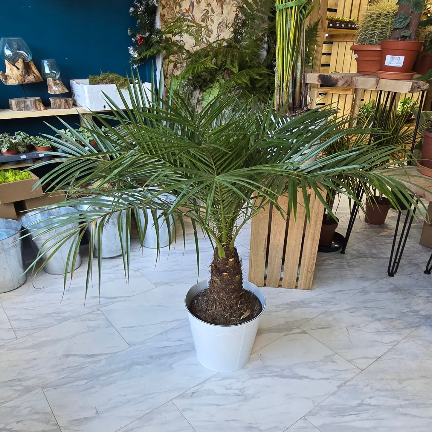 Phoenix Roebelenii