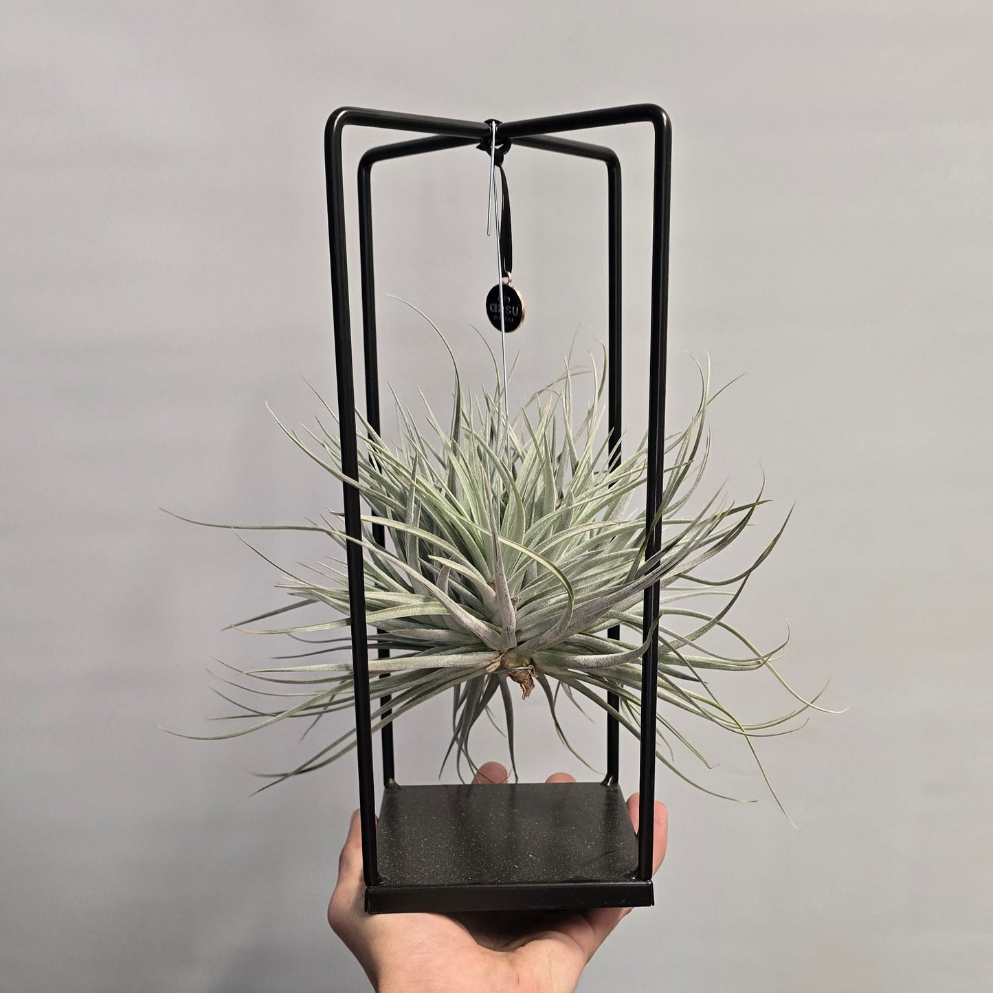 Tillandsia In Cube Stand