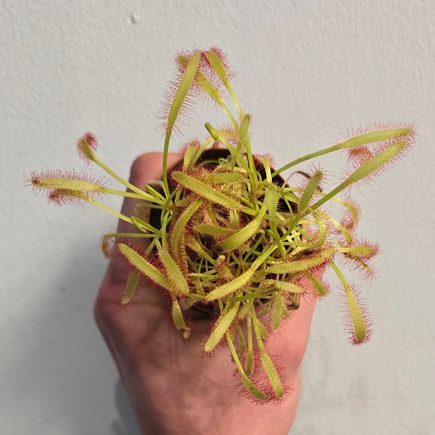 Mini - Cape sundew