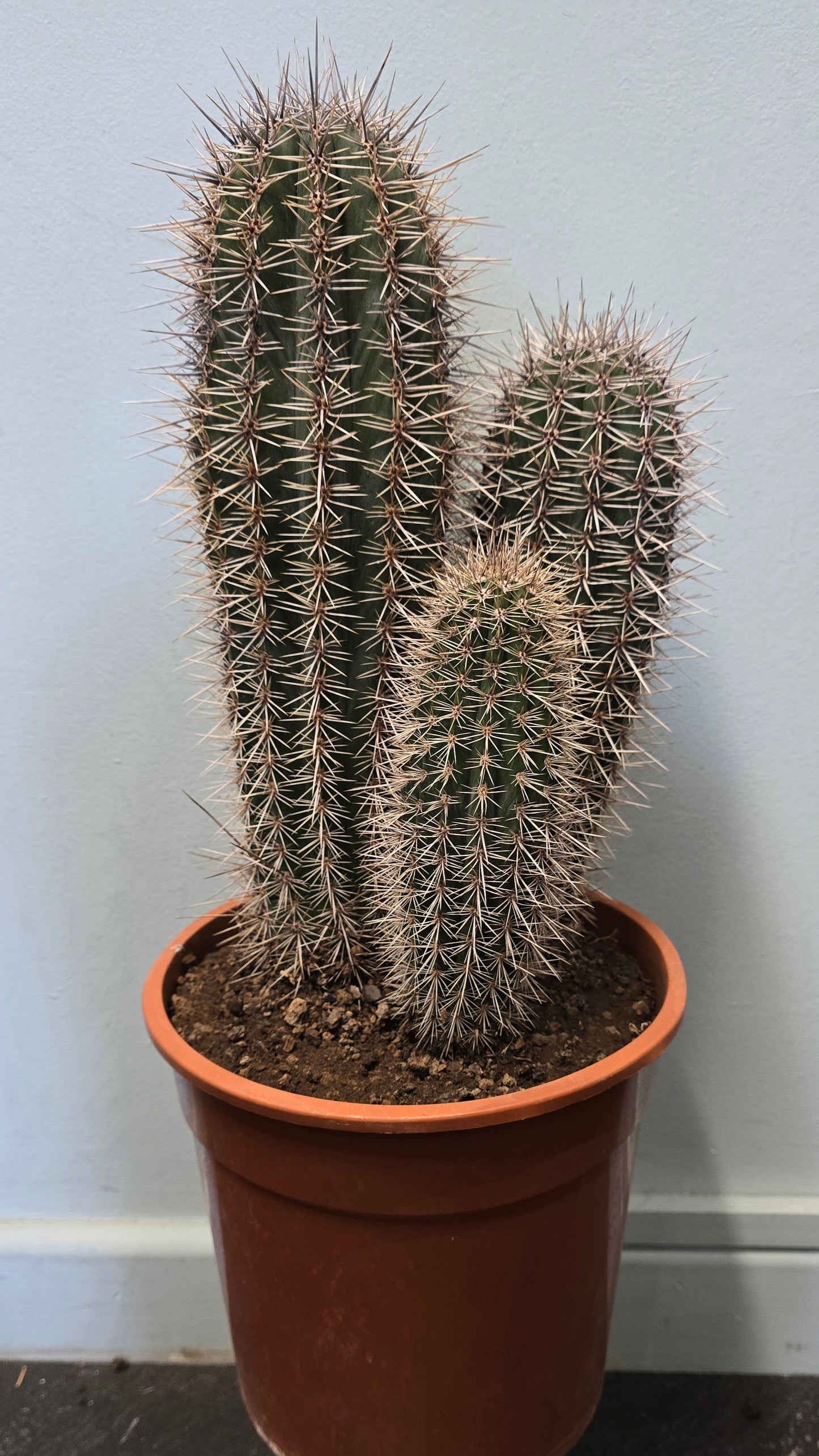 Cactus - Pilocereus Pringlei 50-60cm