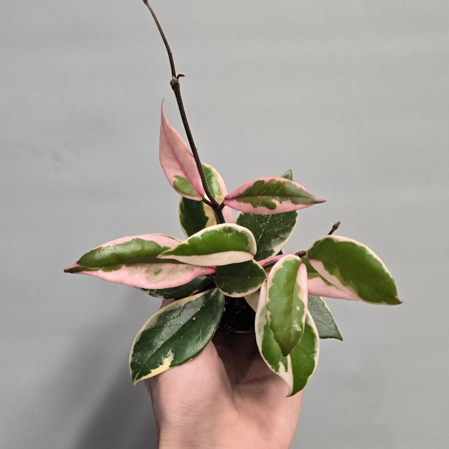 Mini - Hoya Carnosa Flamingo Dream