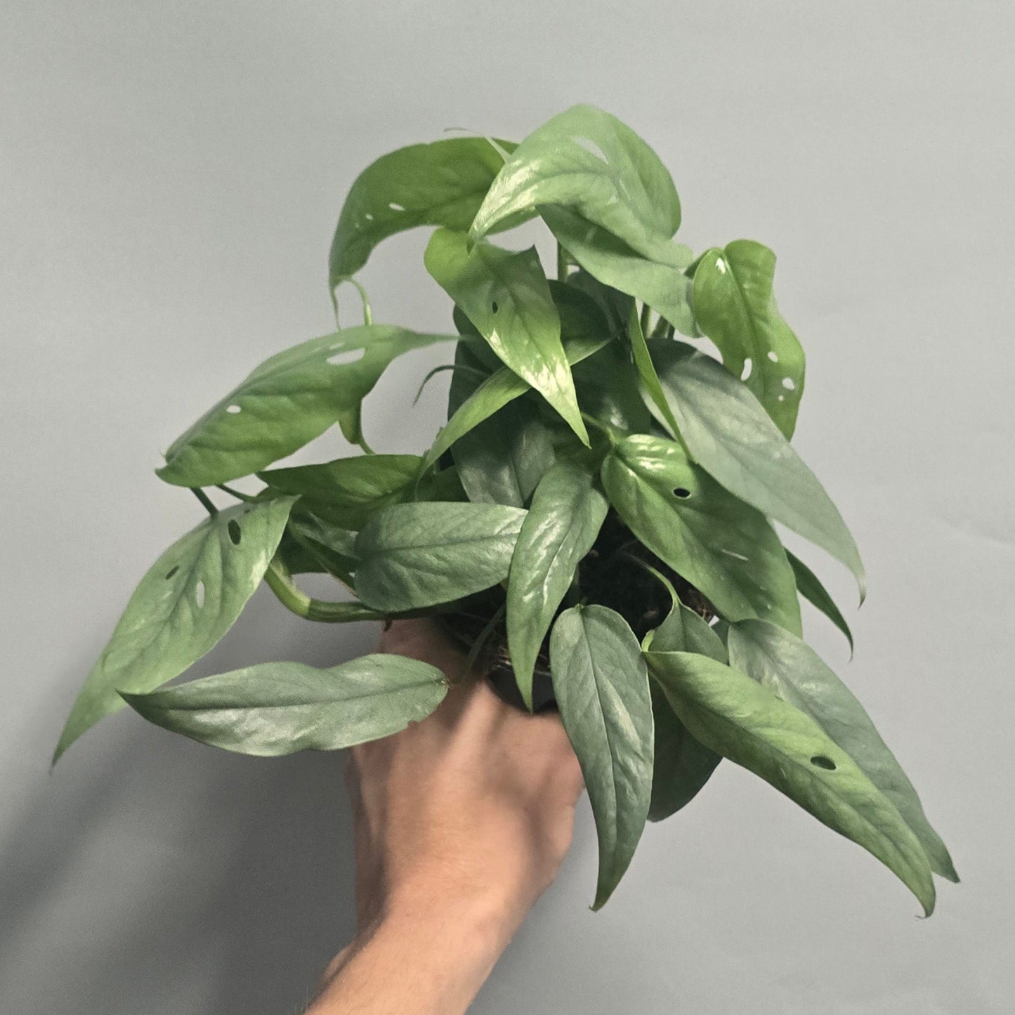 Cebu Blue Pothos