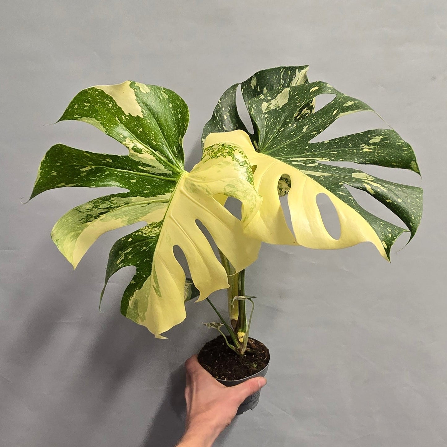 Monstera Creme Brulee