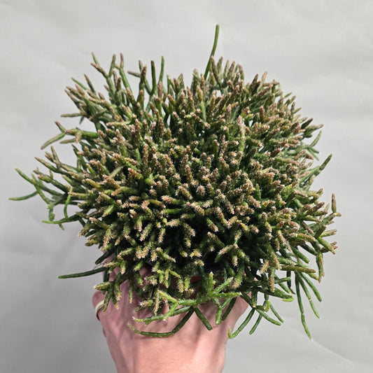 Rhipsalis Cactus - Mixed