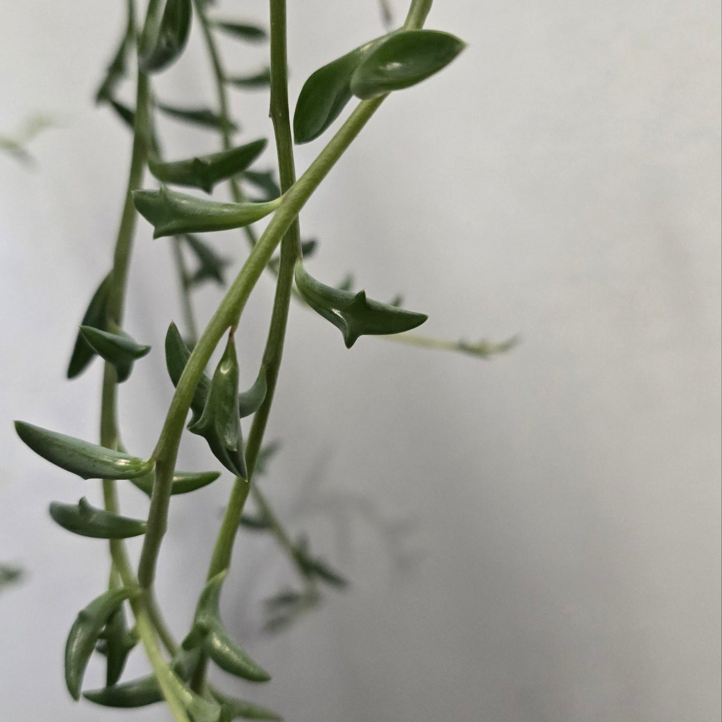 String of Dolphins - Hanging Pot