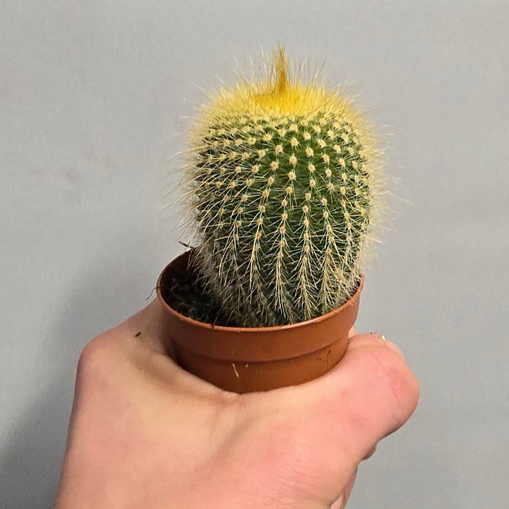 Mini Ball Cactus - Mixed