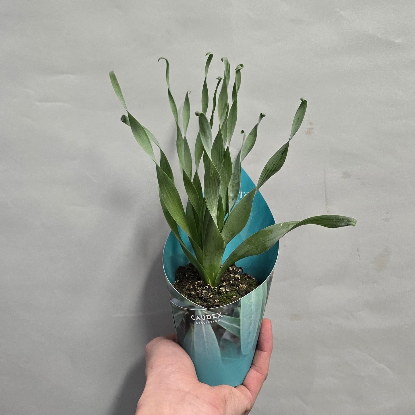 Cyrtanthus Spiralis - Fire Lily