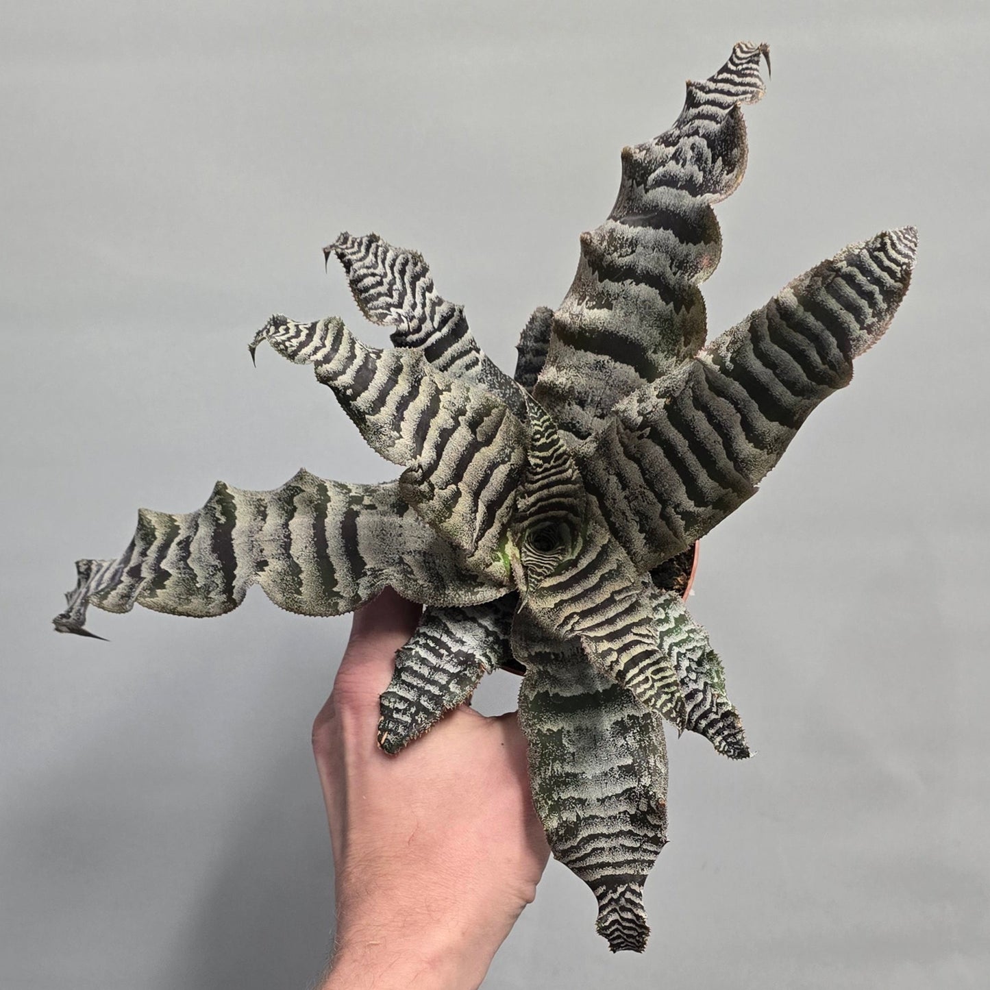 Cryptanthus Zonatus - Zebra Earth Star