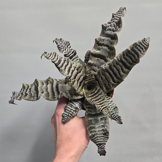 Cryptanthus Zonatus - Zebra Earth Star