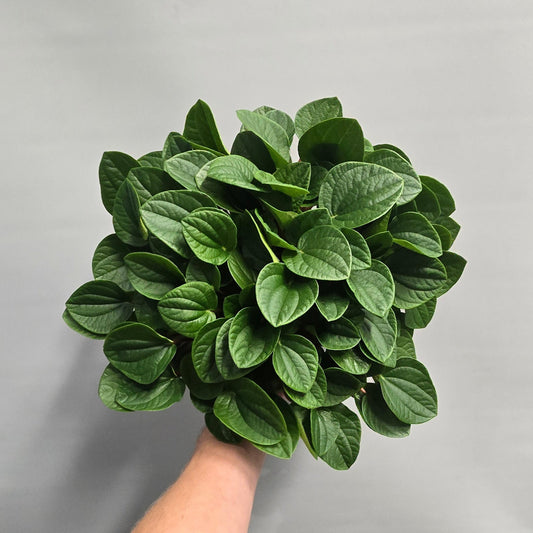 Large Peperomia Albovittata Rana Verde