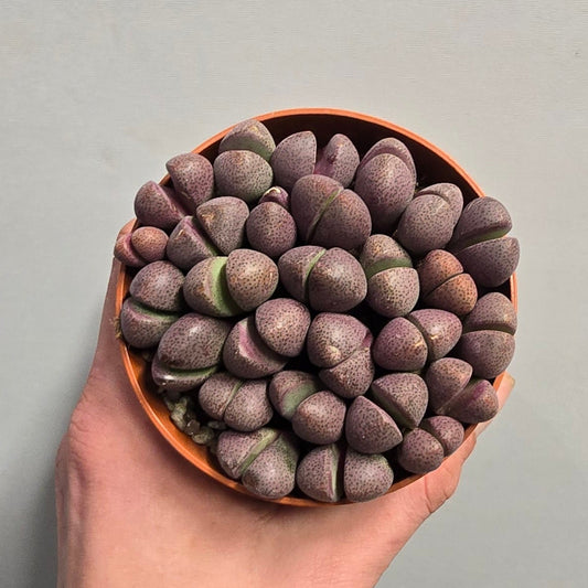 Lithops - Purple Pleiospilos nelii ‘Rubra’