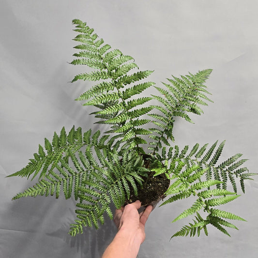 Dicksonia Antarctica - Tree Fern