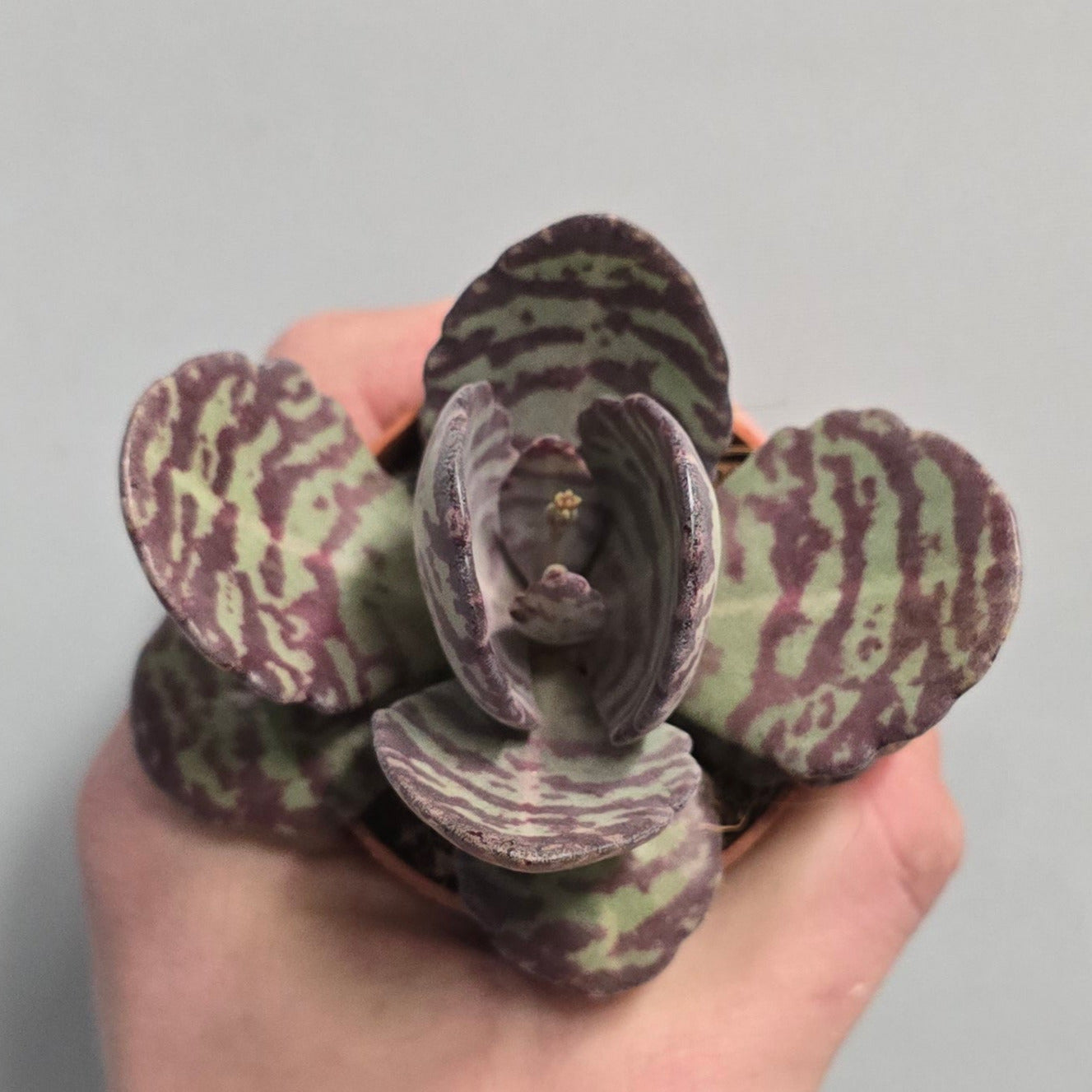 Mini - Kalanchoe Zebra