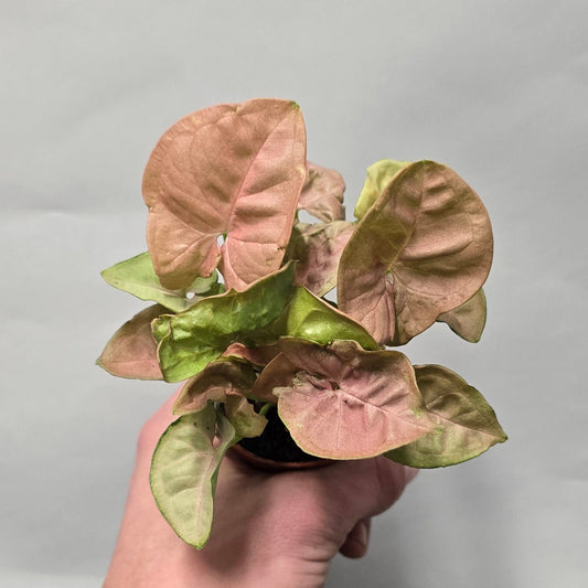 Mini - Syngonium Red Heart