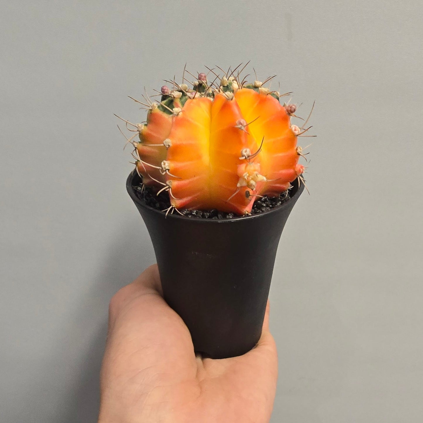 Orange/Yellow Gymnocalycum Mihanovichii Variegated