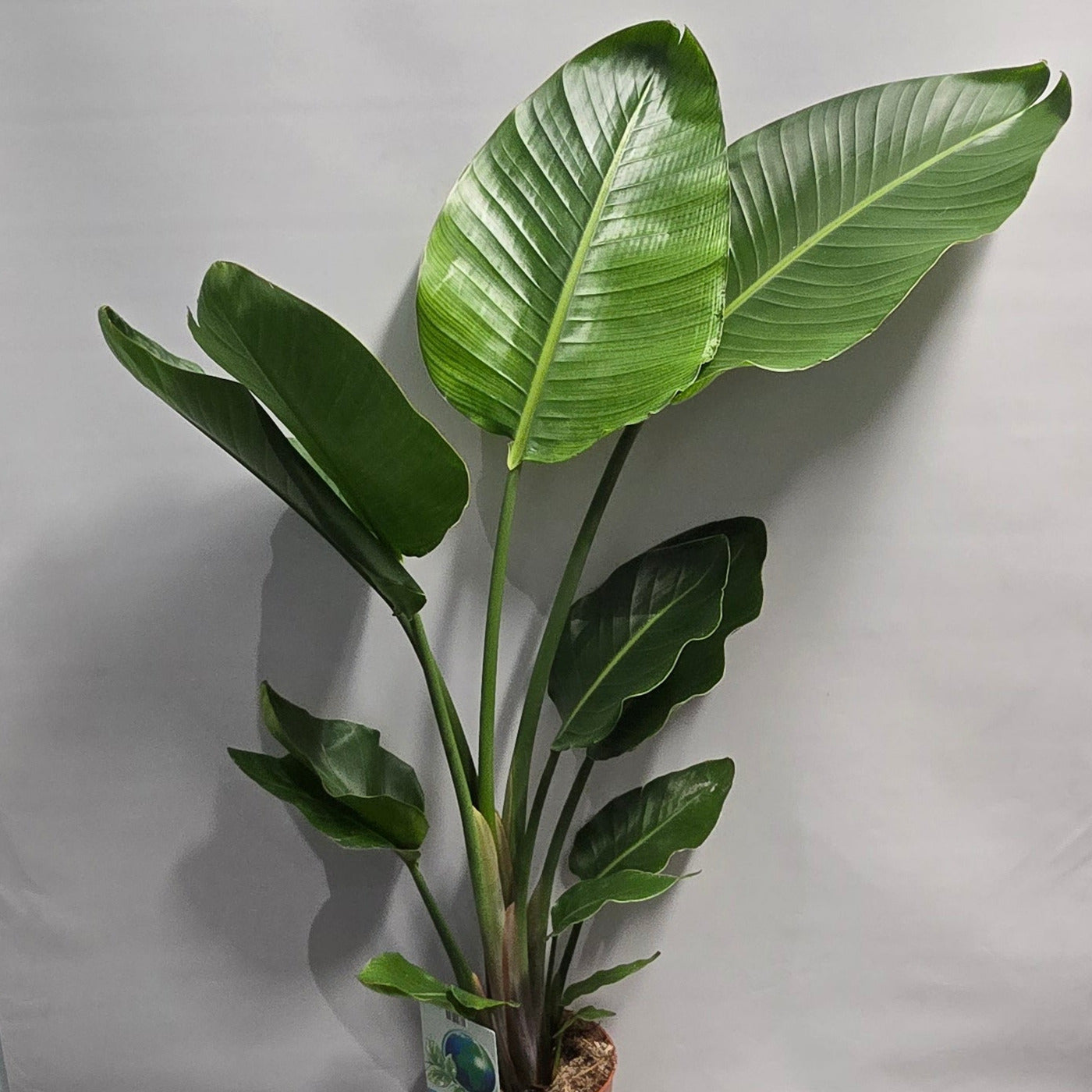 Strelitzia Nicolai - Bird of Paradise