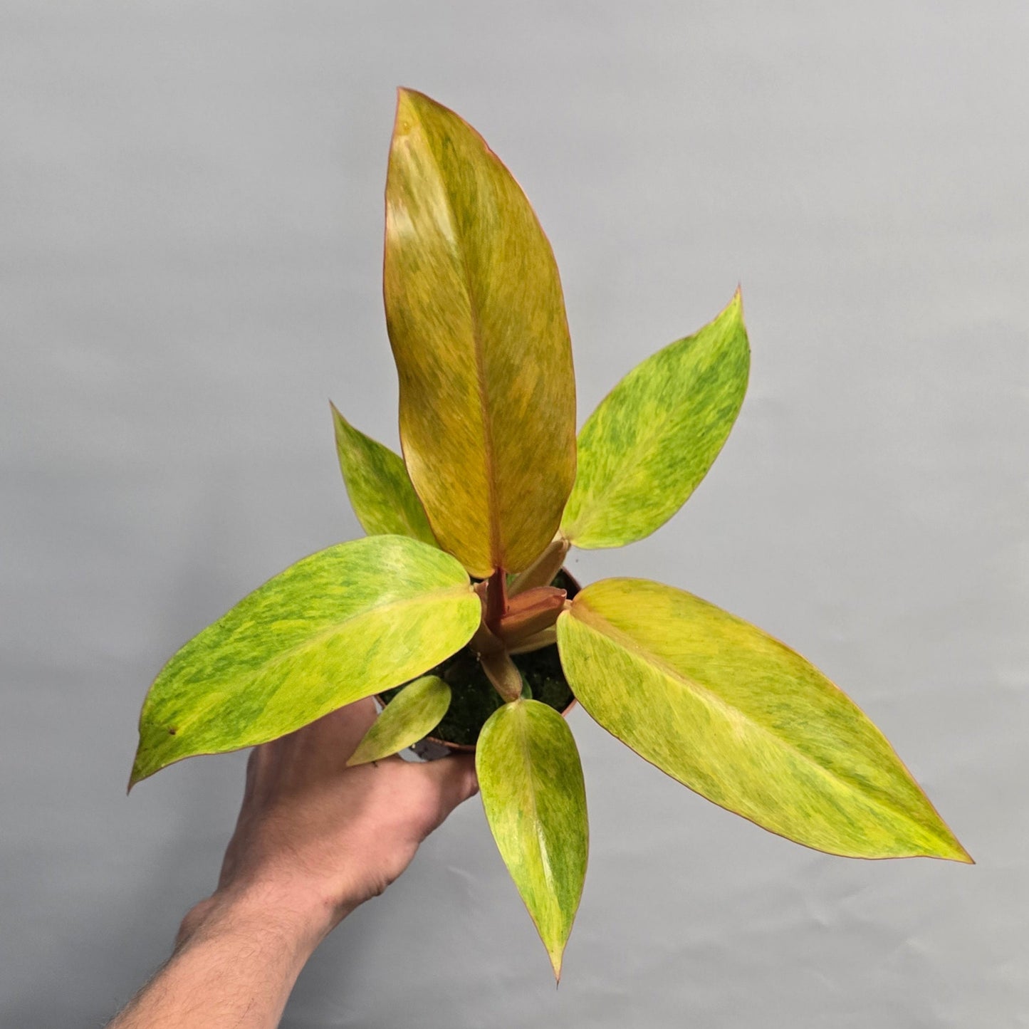 Philodendron - Orange Marmalade