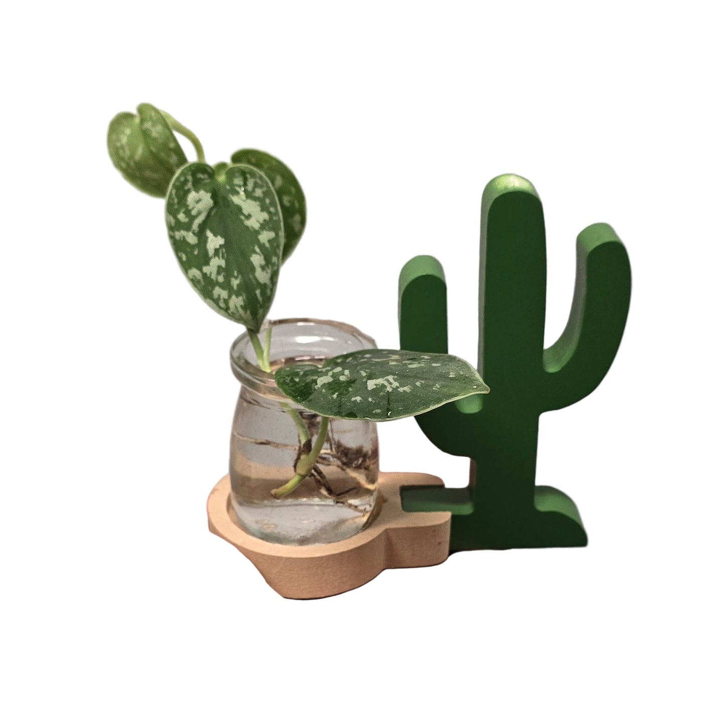 Plant & Propagation Jar