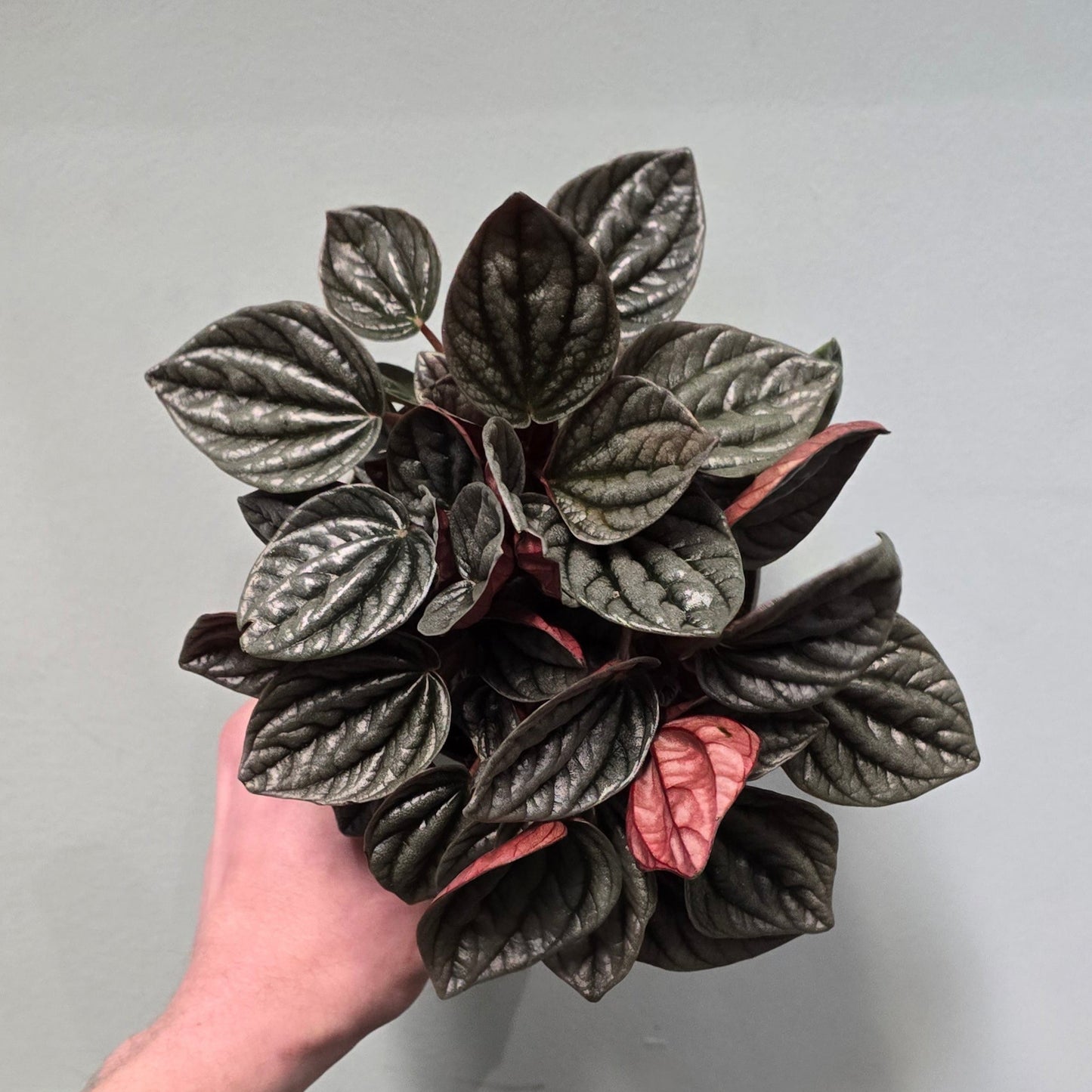 Peperomia Caracas - Emerald Ripple