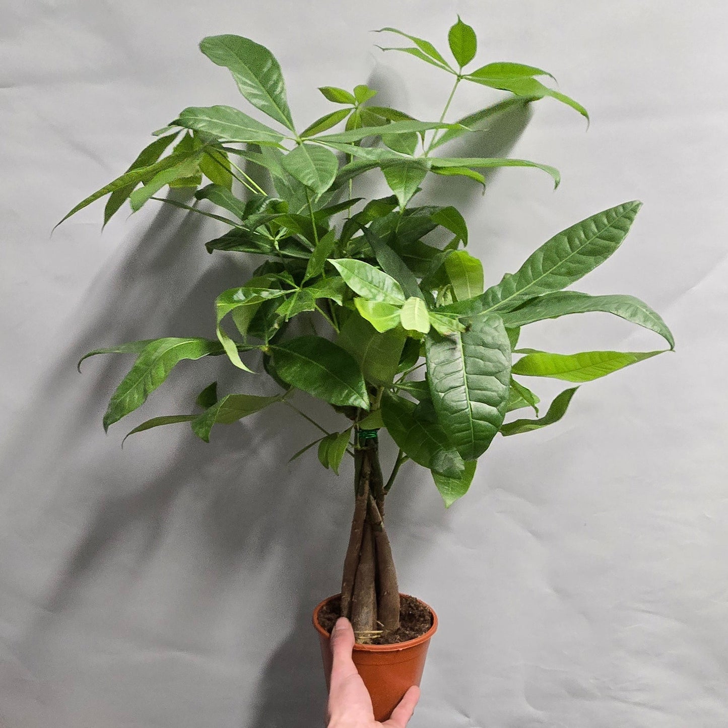 Money Tree - Pachira Aquatica