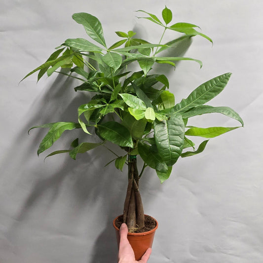 Money Tree - Pachira Aquatica