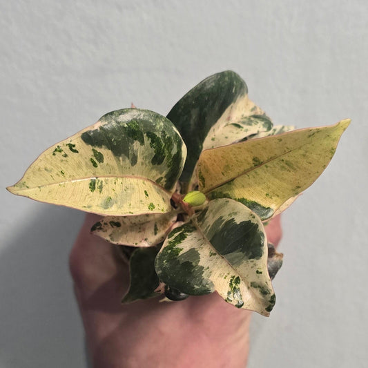 Mini Variegated Ficus - Rubber Plant - Damaged