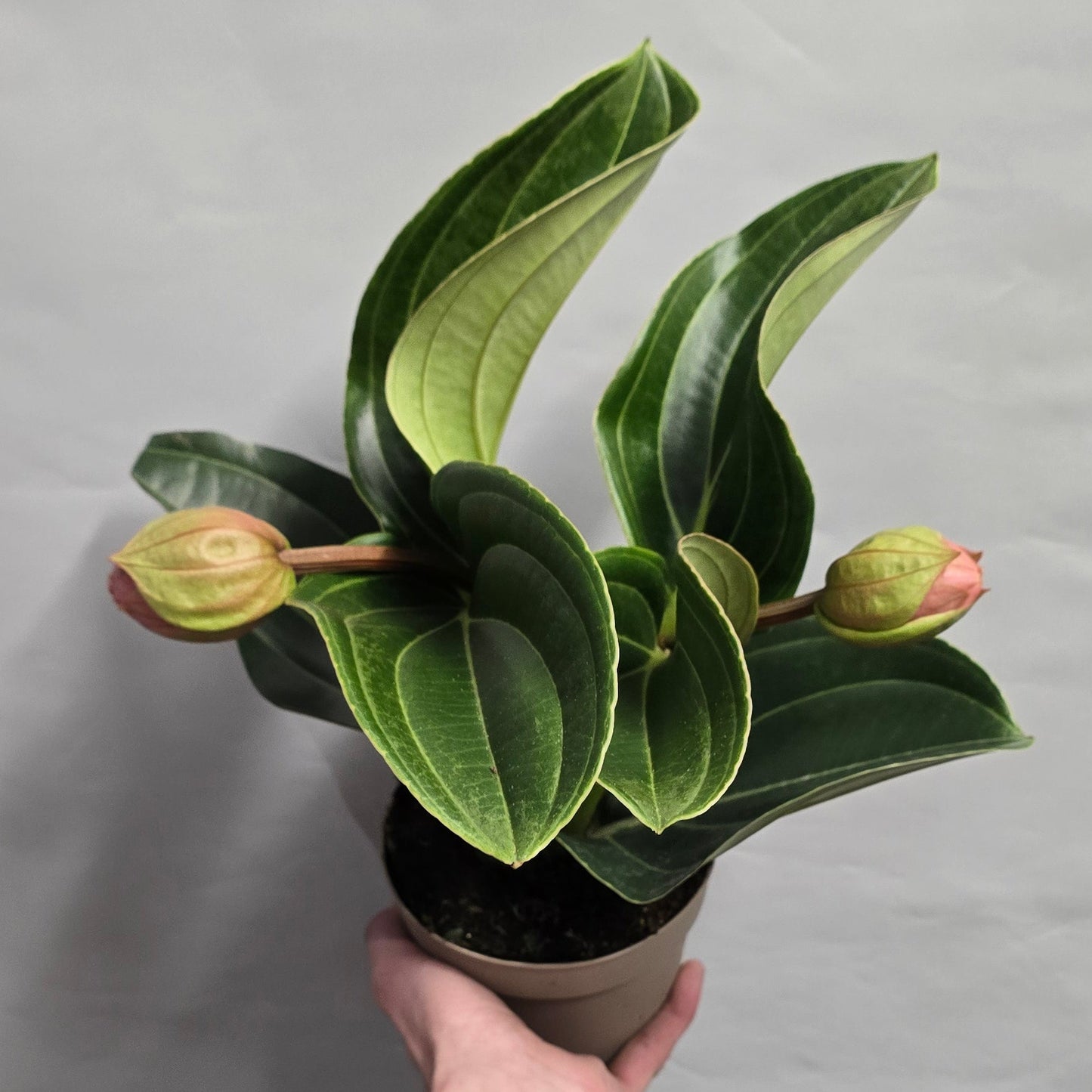 Medinilla Magnifica - Candy