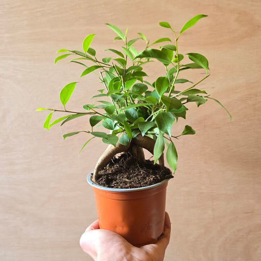 Ficus - Retusa Bonsai
