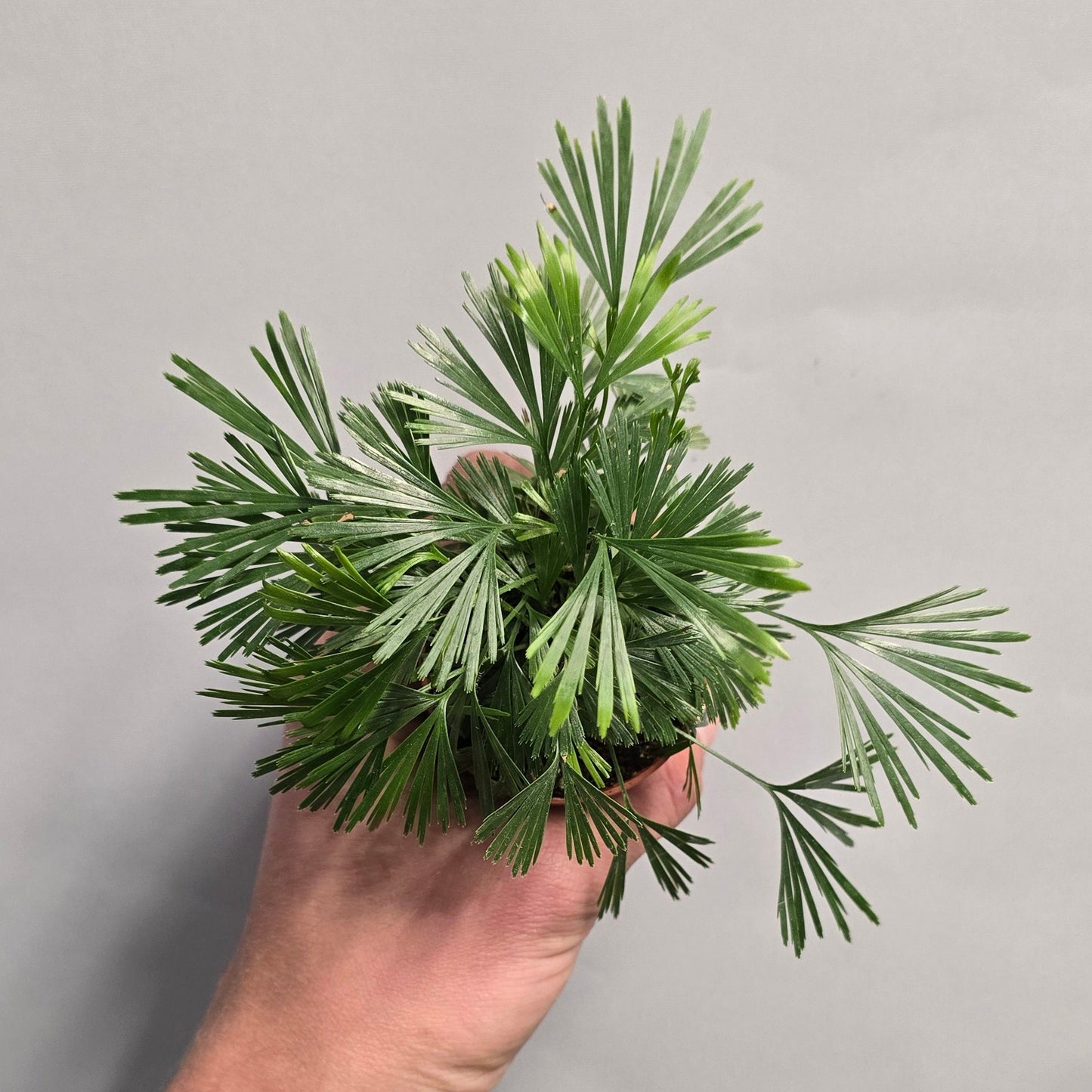 Mini - Eyelash Fern - Actiniopteris Australis
