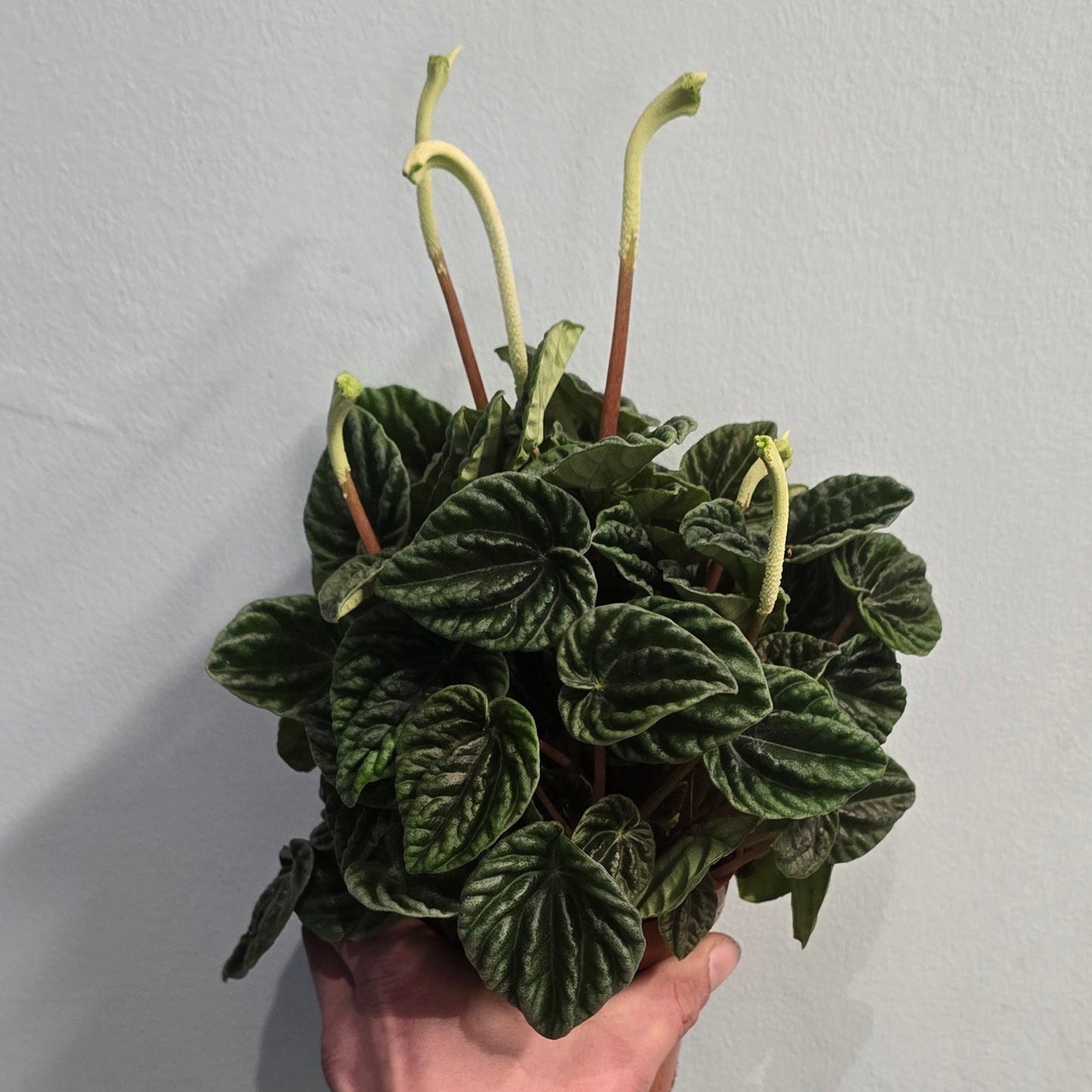 Peperomia - Lilian