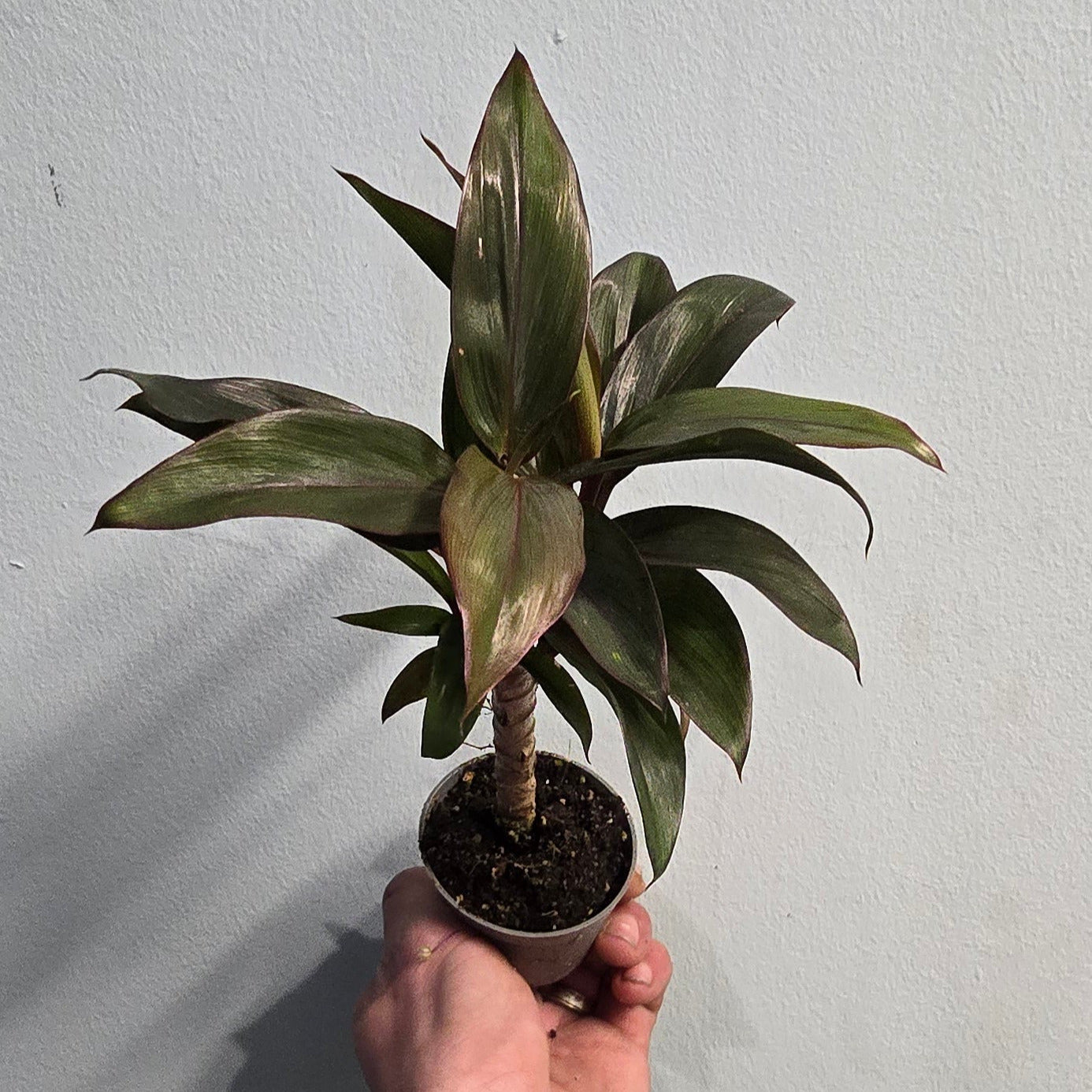 Mini Trunked Codiaeum Variegatum