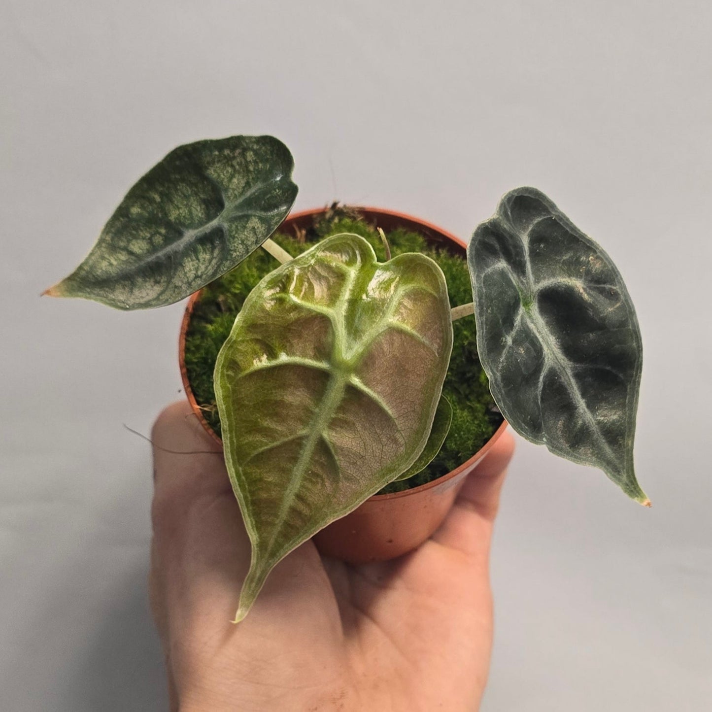 Pink Alocasia Polly Variegated