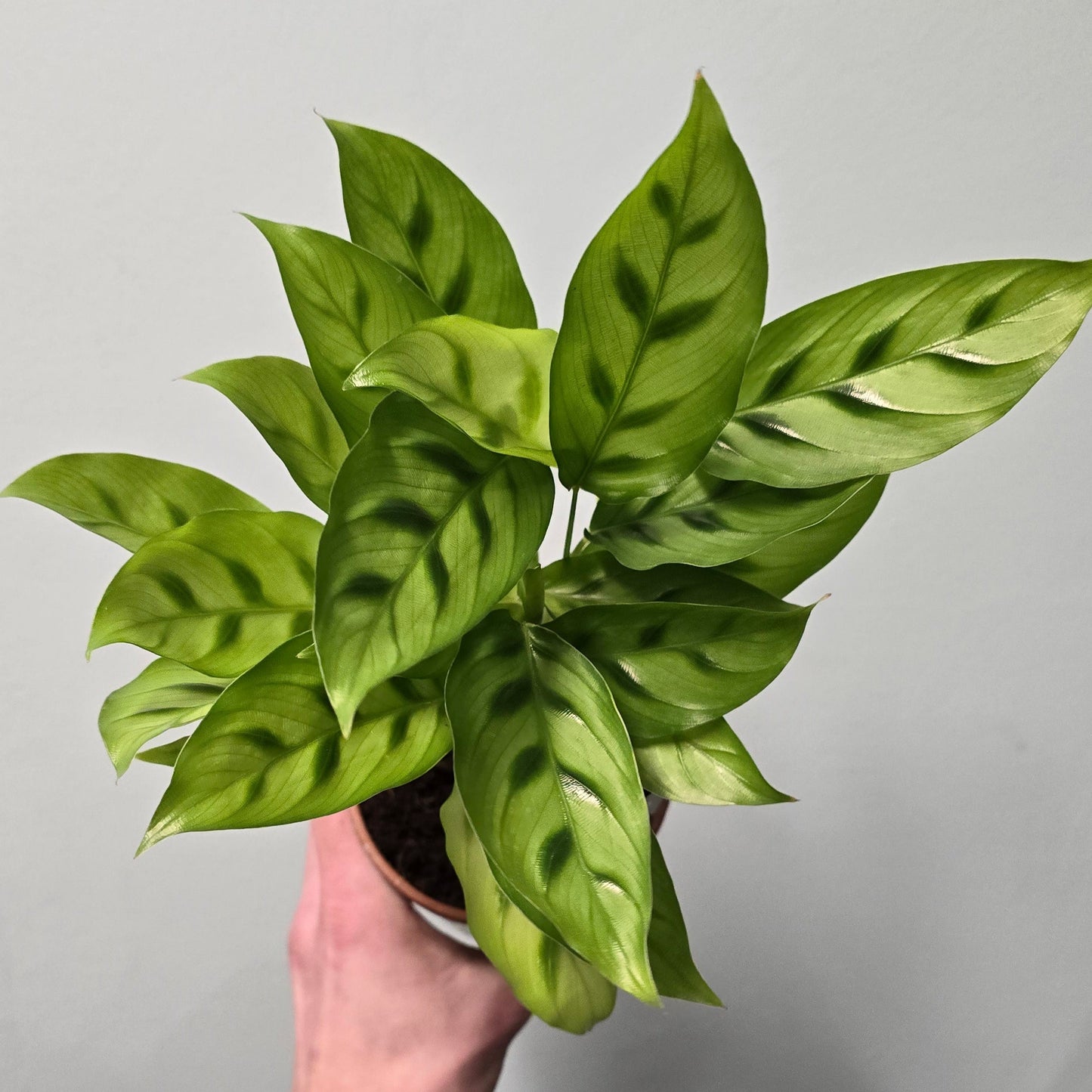 Calathea - Leopardina