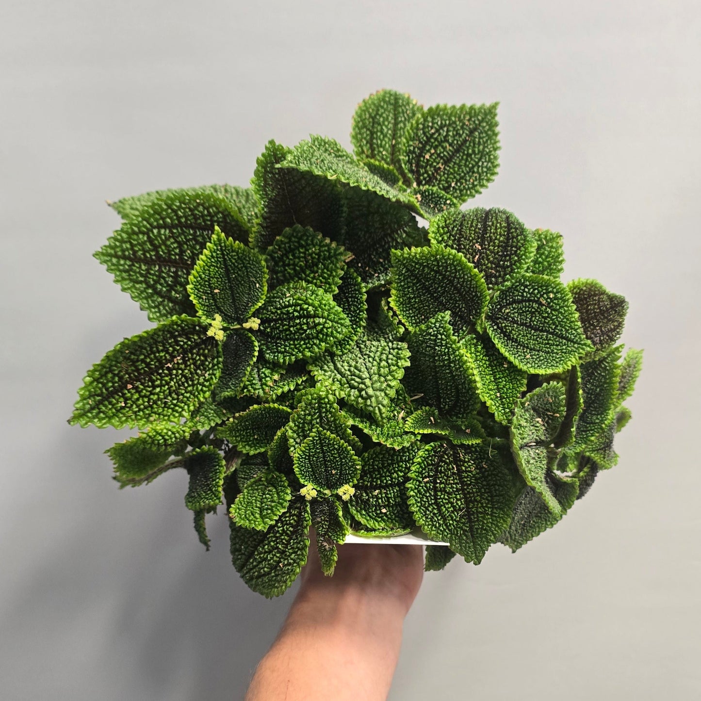 Pilea Alumi - Moonvalley