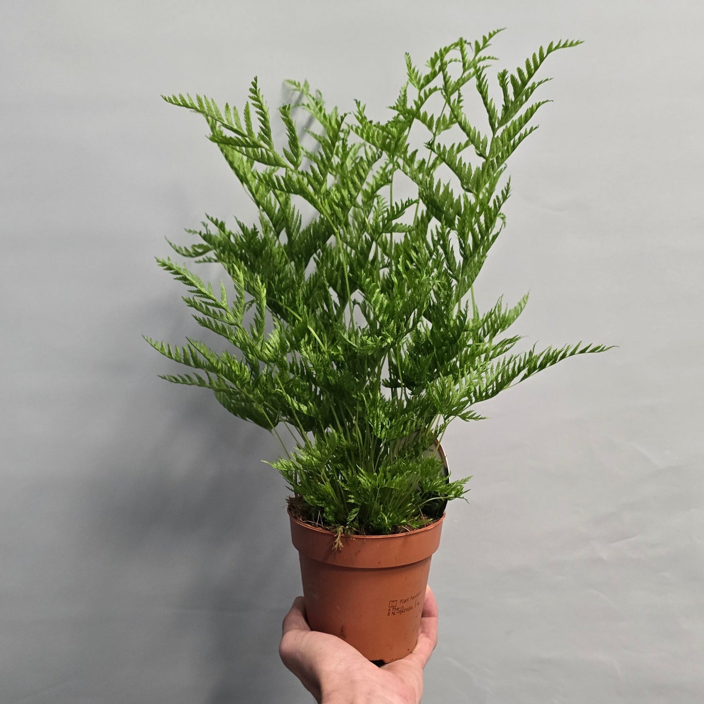 Mother Fern - Asplenium Parvati