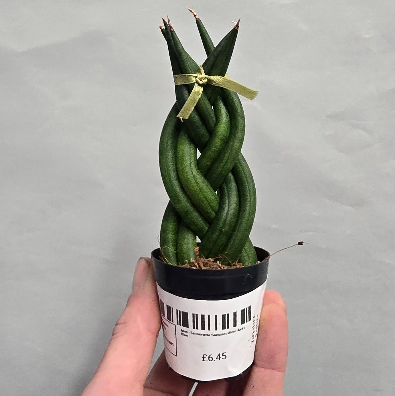 Mini - Braided Sansevieria cylindrica