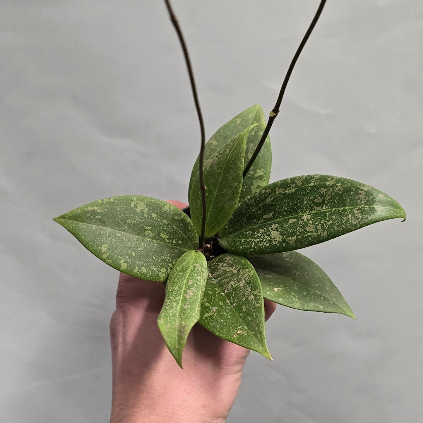 Mini - Hoya Verticillata Wibergiae
