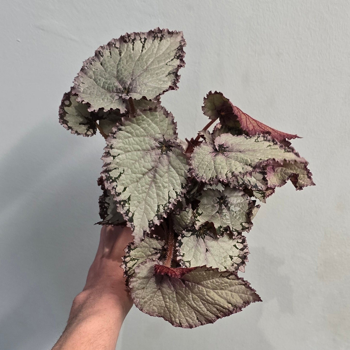 Begonia - "rex" - Mixed Varieties