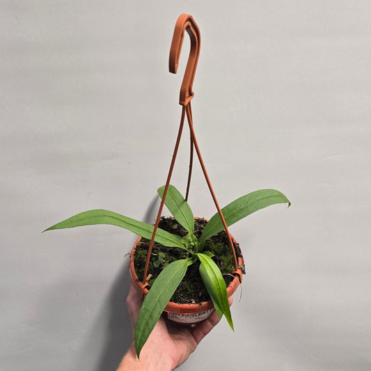 Hanging - Anthurium Warocqueanum x Waterburyanum