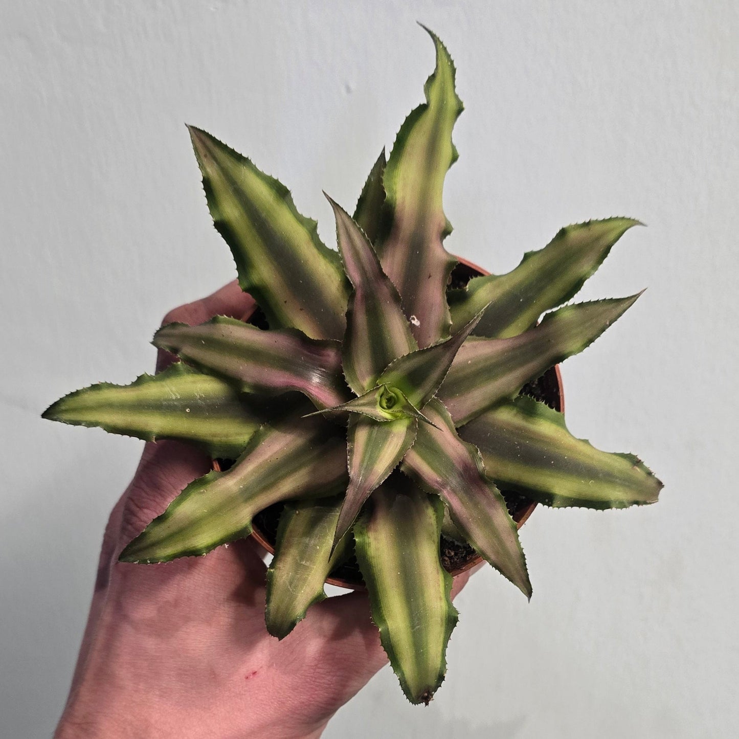 Cryptanthus - Pink Star