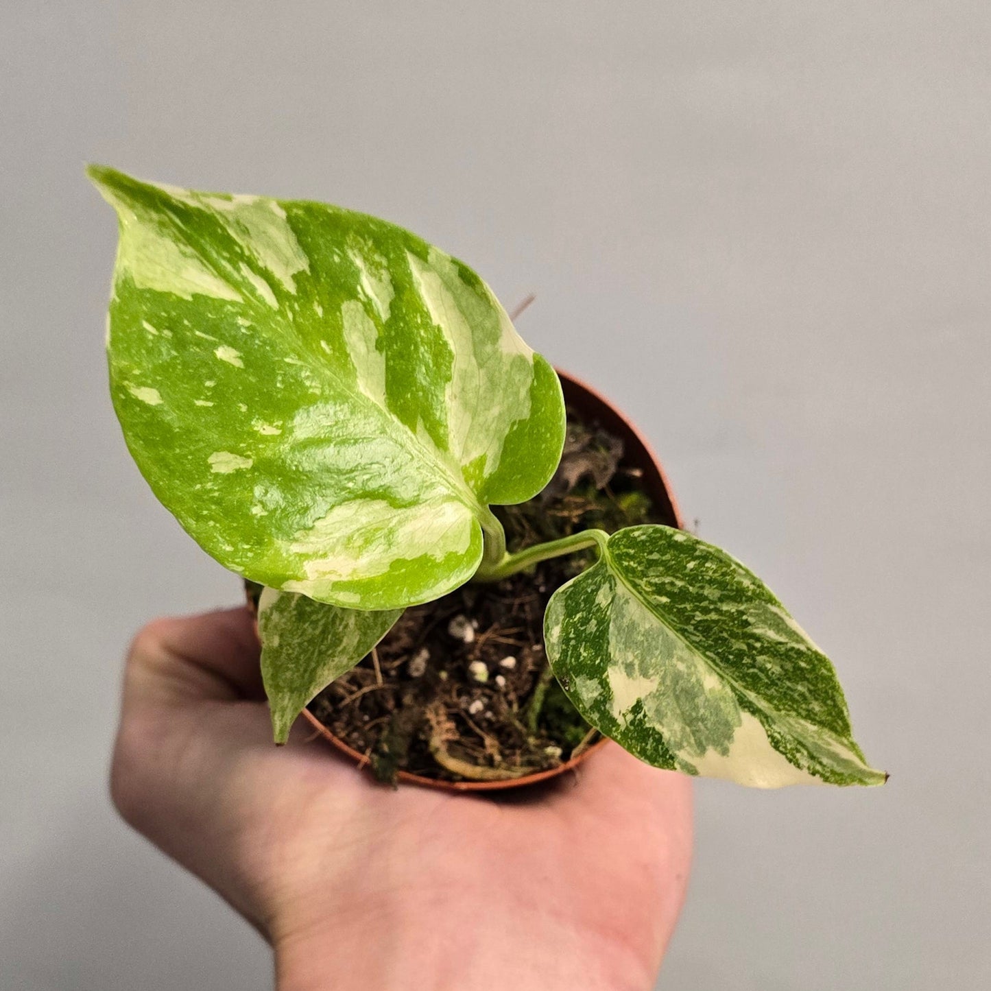 Small Monstera Thai Constellation